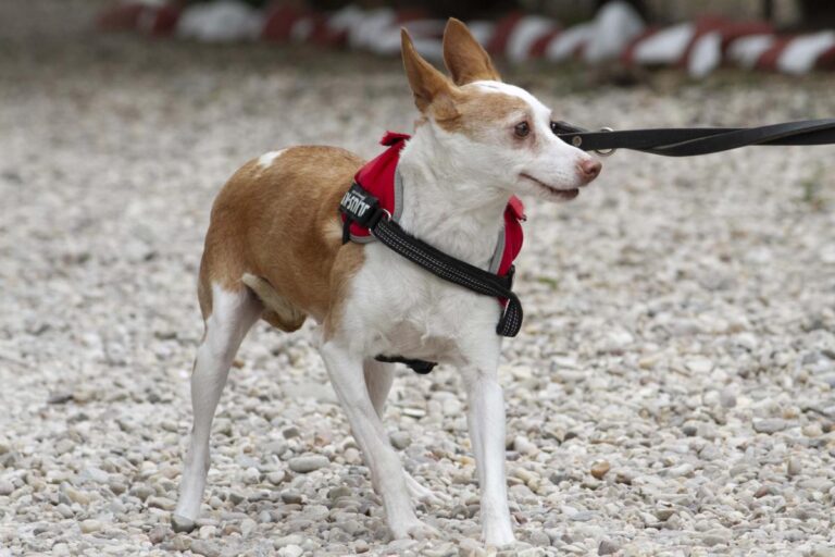 multimedia-foto72047-207-1