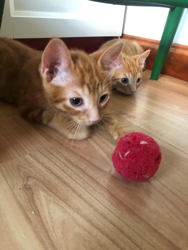 multimedia-foto72082-269-1