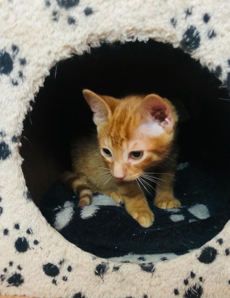 multimedia-foto72083-269-1