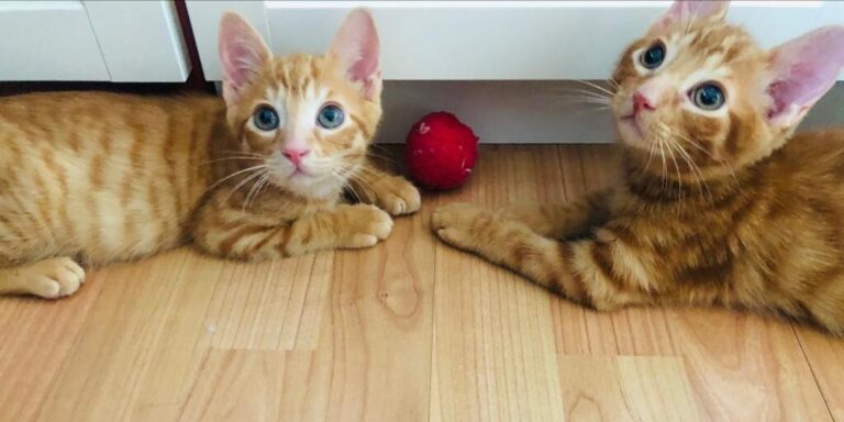 multimedia-foto72084-269-1