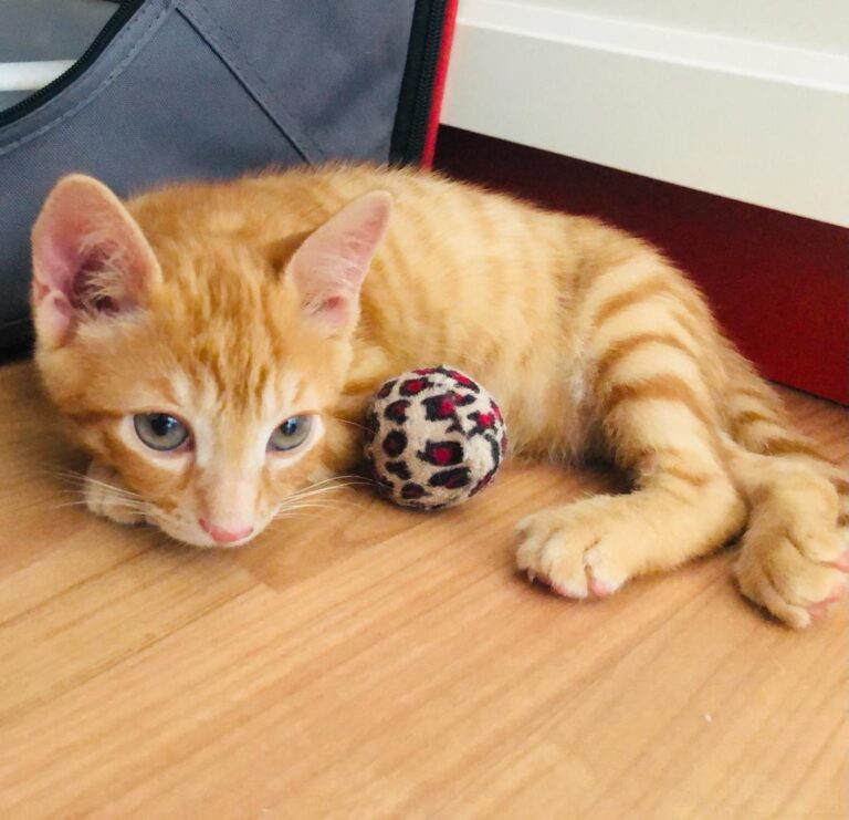 multimedia-foto72085-269-1