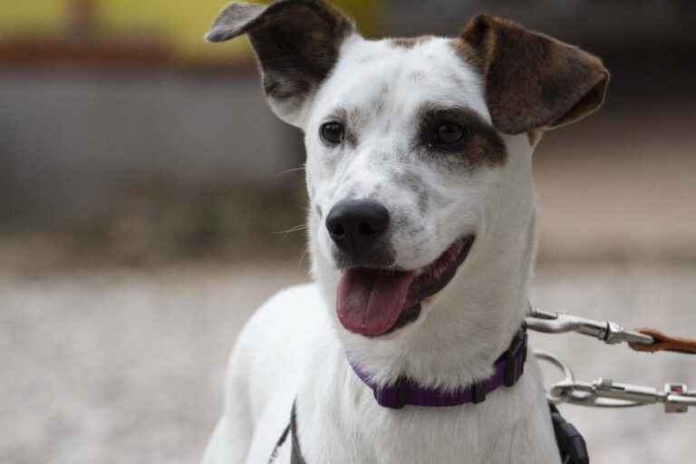 multimedia-foto72092-830-1