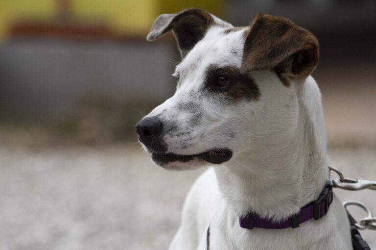 multimedia-foto72093-831-1