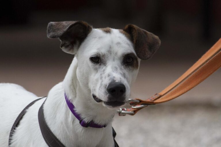 multimedia-foto72095-831-1