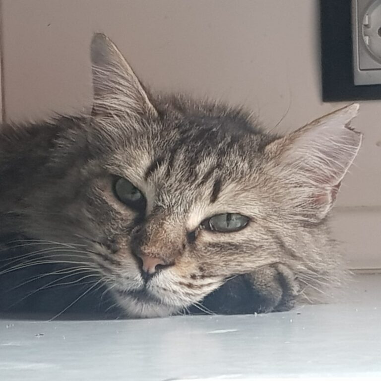 multimedia-foto72106-340-1