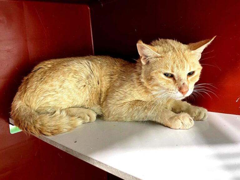 multimedia-foto72137-291-1