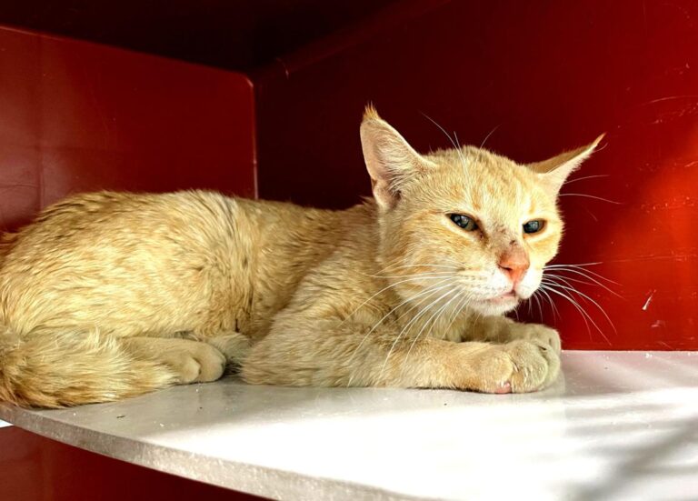 multimedia-foto72139-291-1