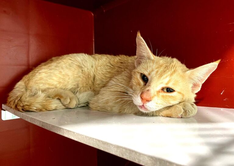 multimedia-foto72140-291-1