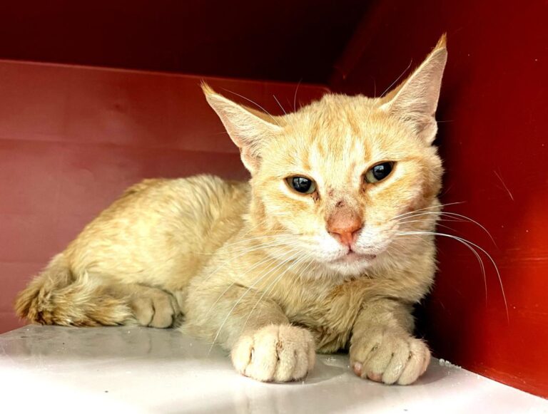 multimedia-foto72141-291-1