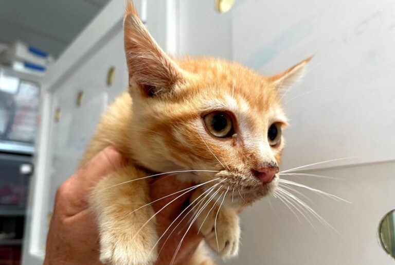 multimedia-foto72142-456-1