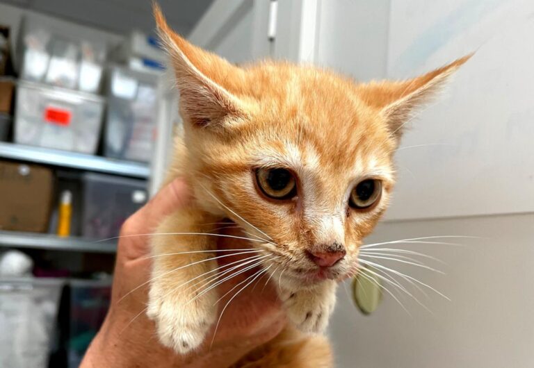 multimedia-foto72143-456-1