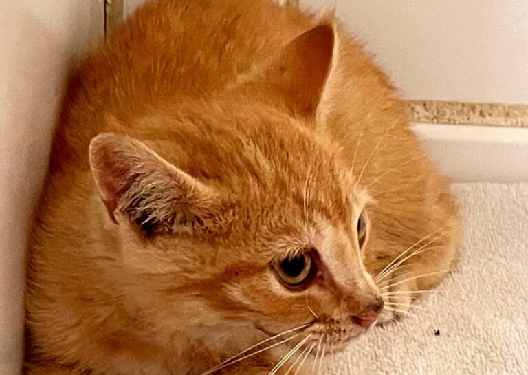 multimedia-foto72145-456-1