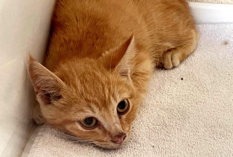 multimedia-foto72147-457-1