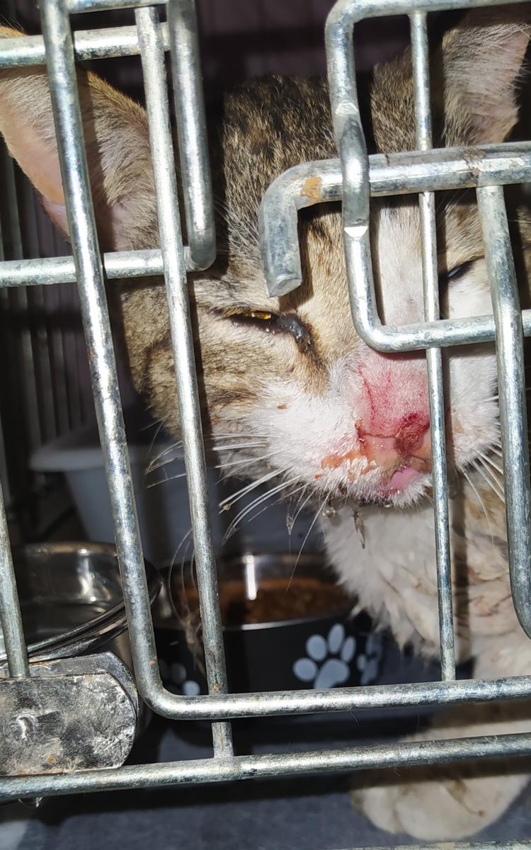 multimedia-foto72164-874-1