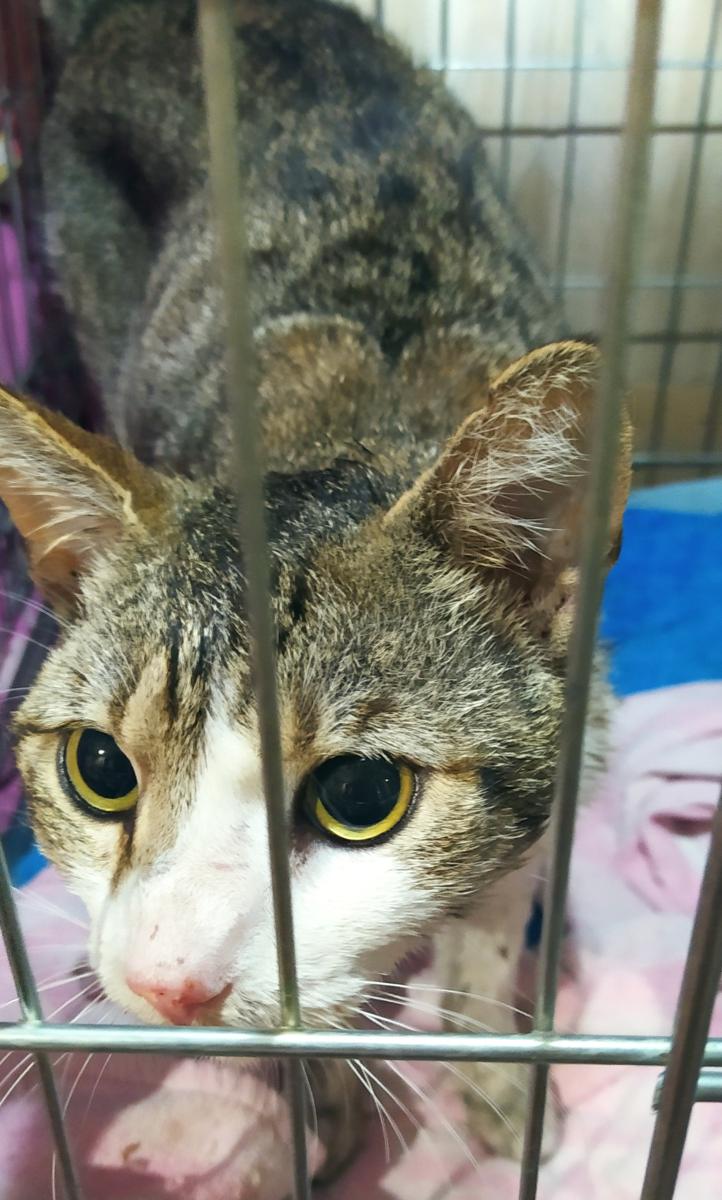 multimedia-foto72165-874-1