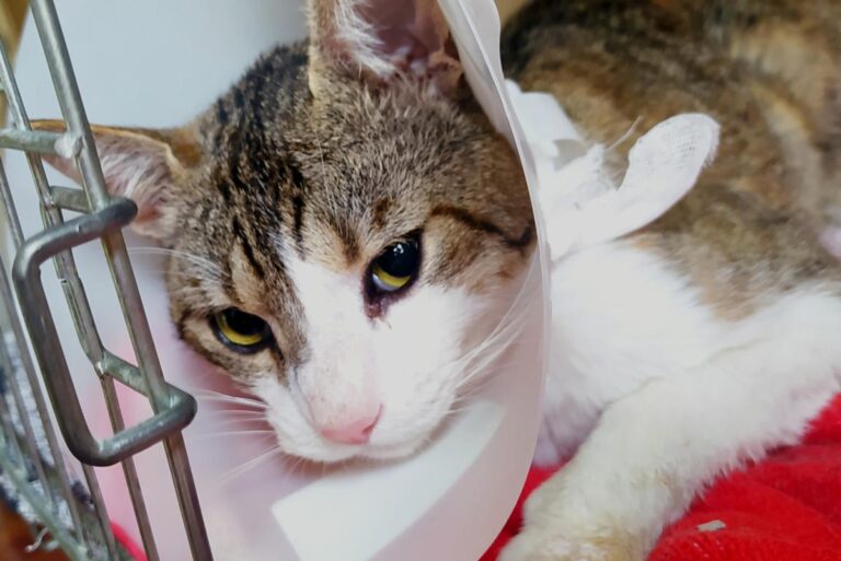 multimedia-foto72168-875-1