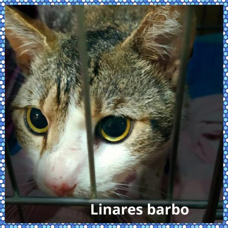 multimedia-foto72169-875-1