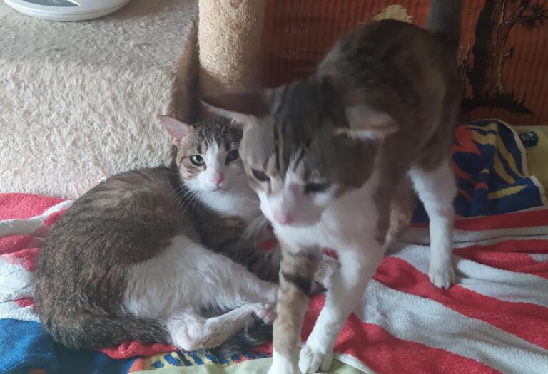 multimedia-foto72170-875-1