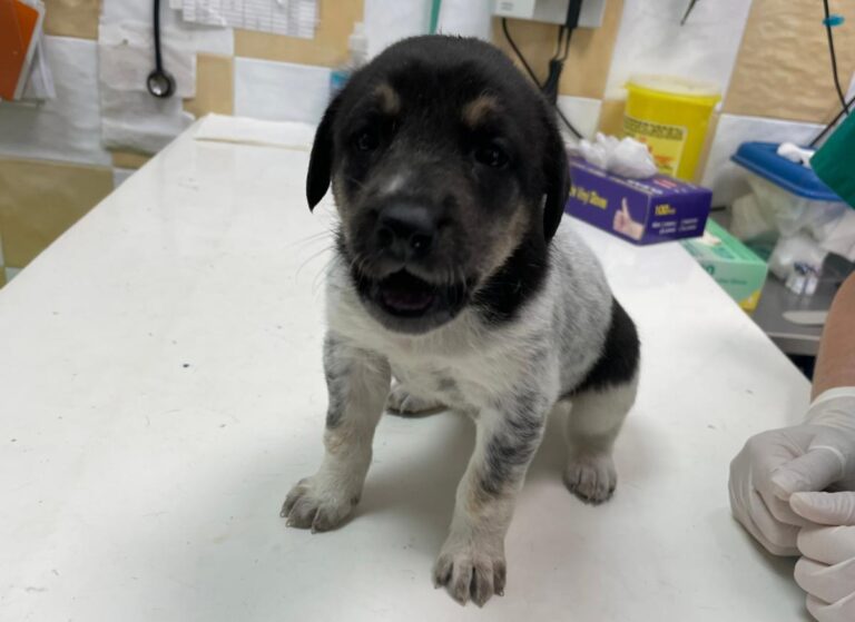 multimedia-foto72172-510-1