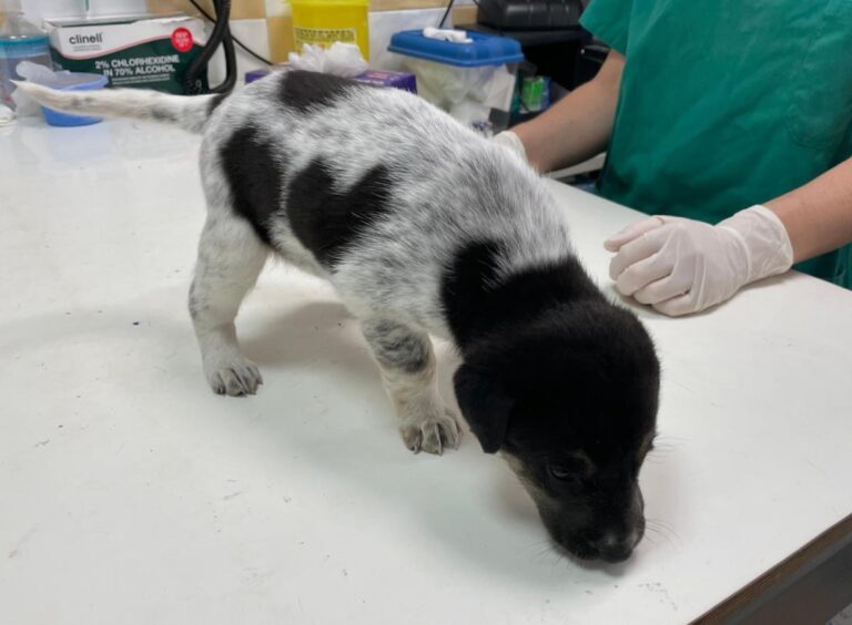 multimedia-foto72173-511-1