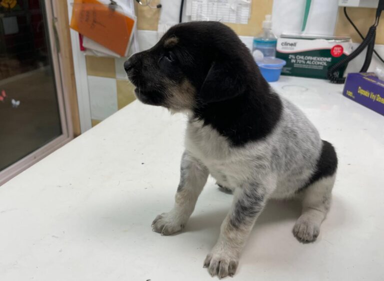 multimedia-foto72175-511-1