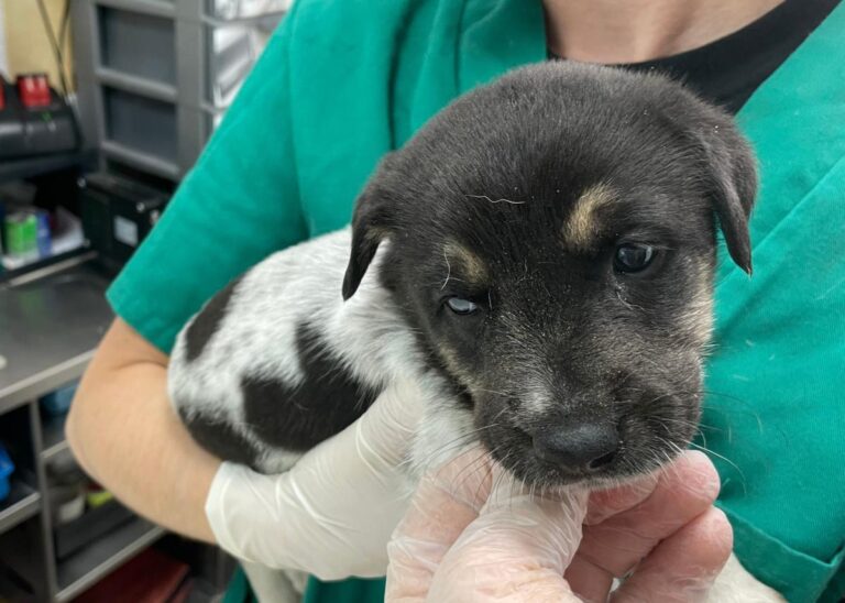 multimedia-foto72177-511-1