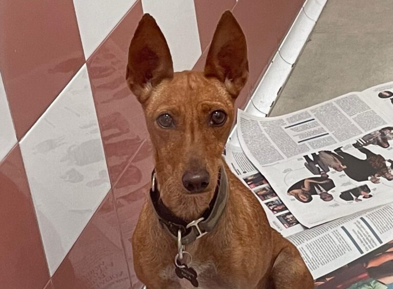 multimedia-foto72220-251-1