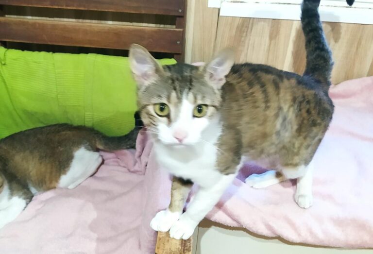 multimedia-foto72223-149-1