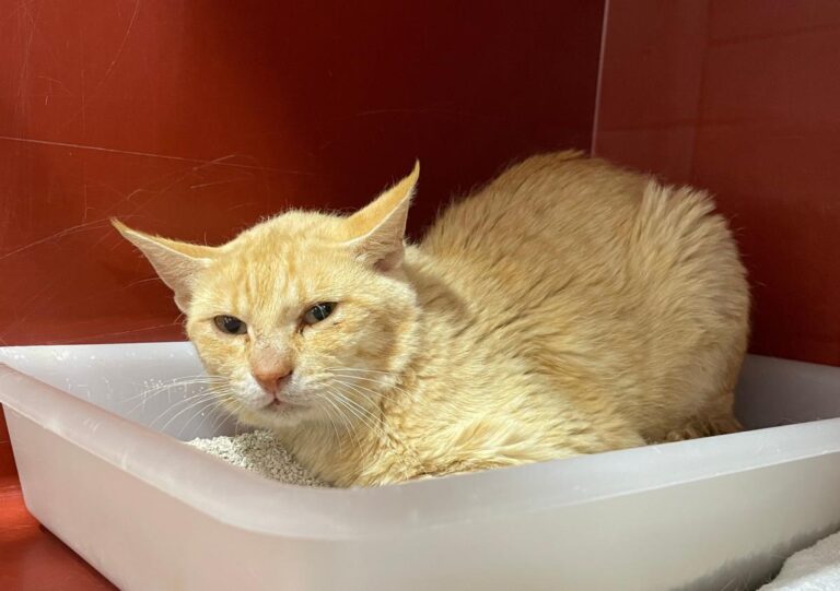 multimedia-foto72242-759-1