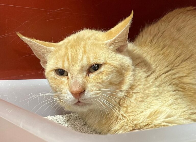 multimedia-foto72243-759-1