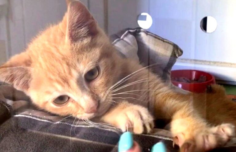 multimedia-foto72250-126-1