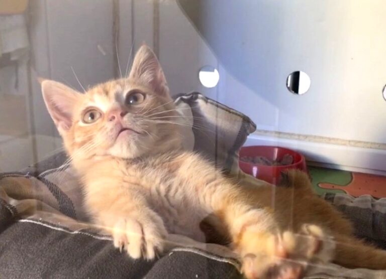 multimedia-foto72251-126-1