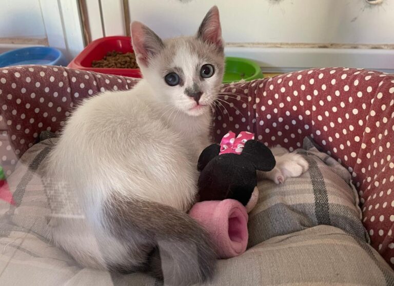 multimedia-foto72282-776-1