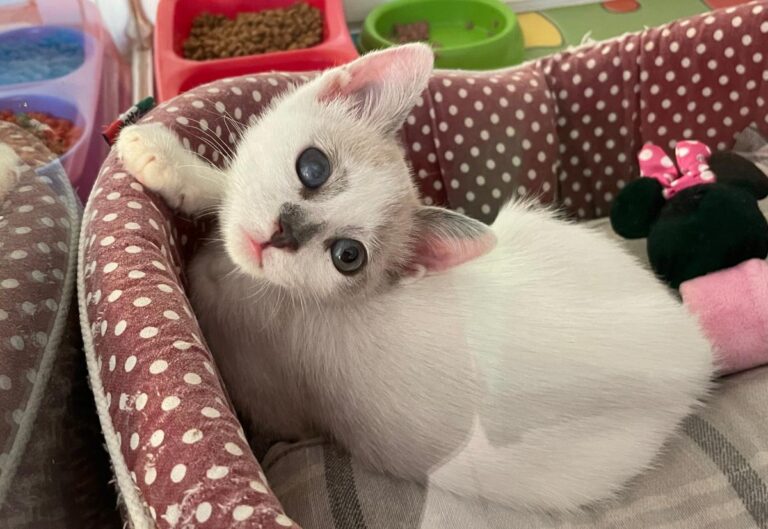 multimedia-foto72283-776-1