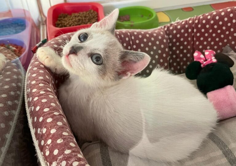 multimedia-foto72284-777-1