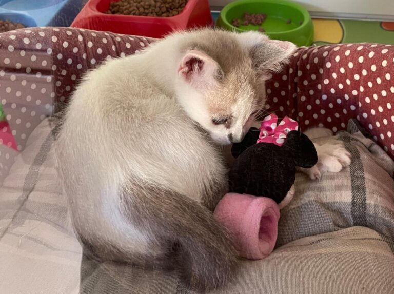 multimedia-foto72285-777-1