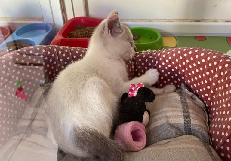 multimedia-foto72286-777-1