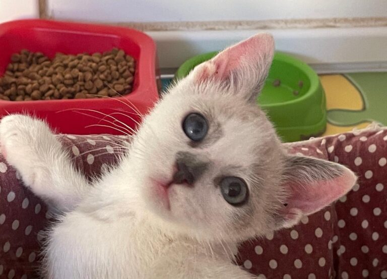 multimedia-foto72288-777-1