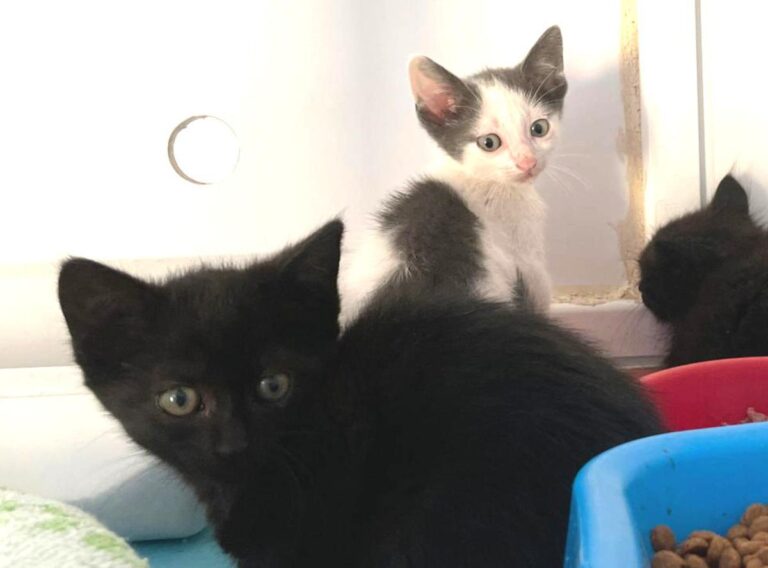 multimedia-foto72312-260-1