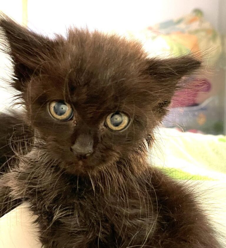 multimedia-foto72313-260-1