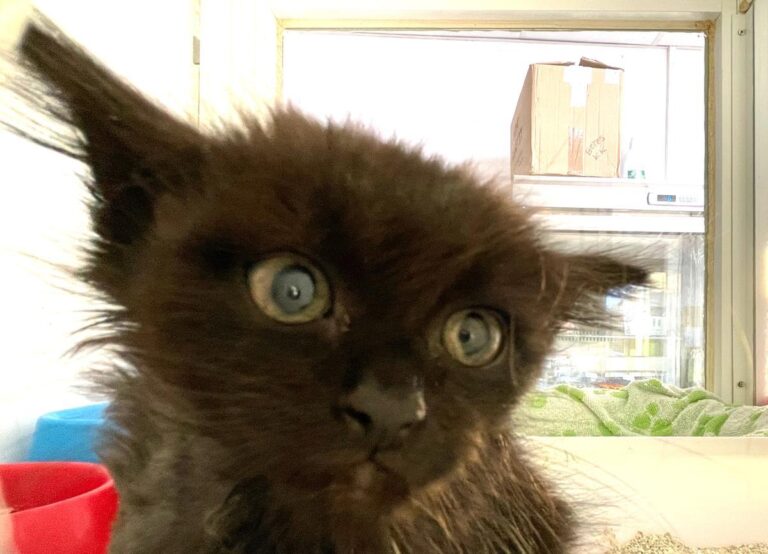 multimedia-foto72314-260-1