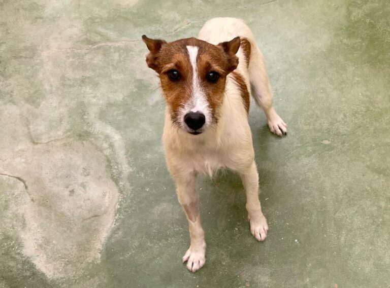 multimedia-foto72322-662-1