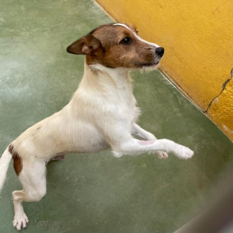 multimedia-foto72323-662-1