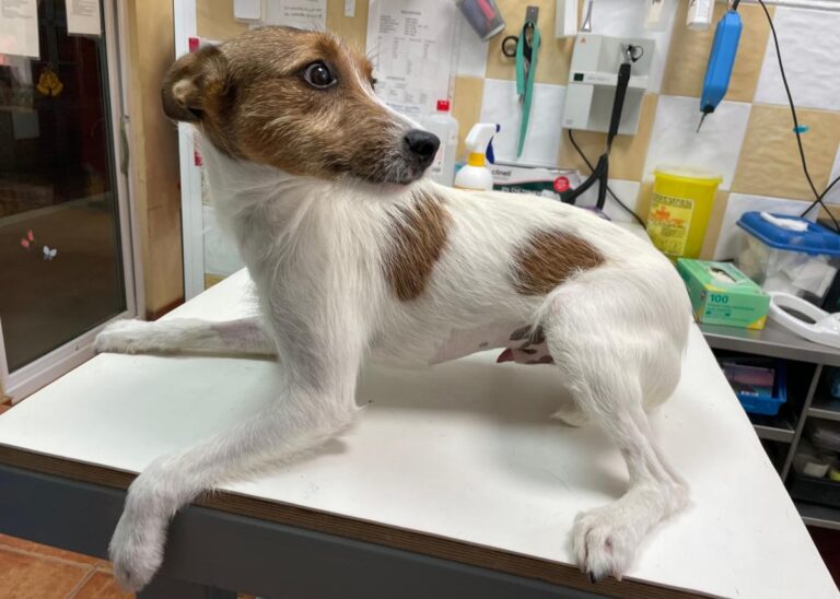 multimedia-foto72326-663-1