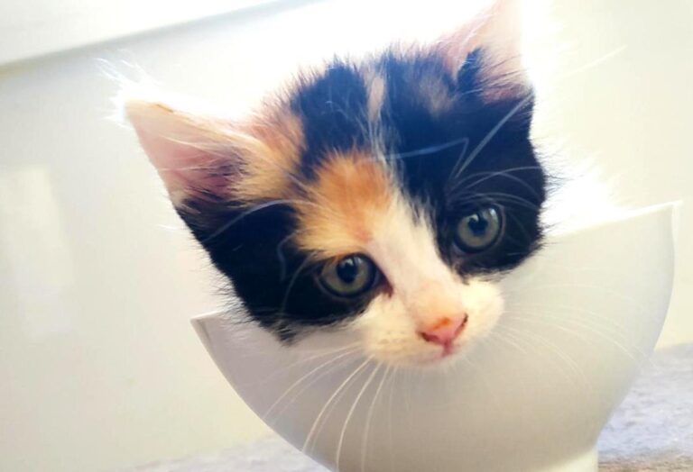 multimedia-foto72340-706-1