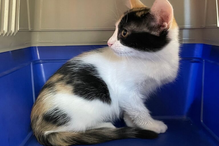 multimedia-foto72341-706-1