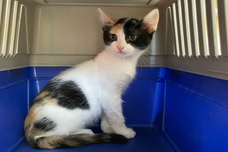 multimedia-foto72342-706-1