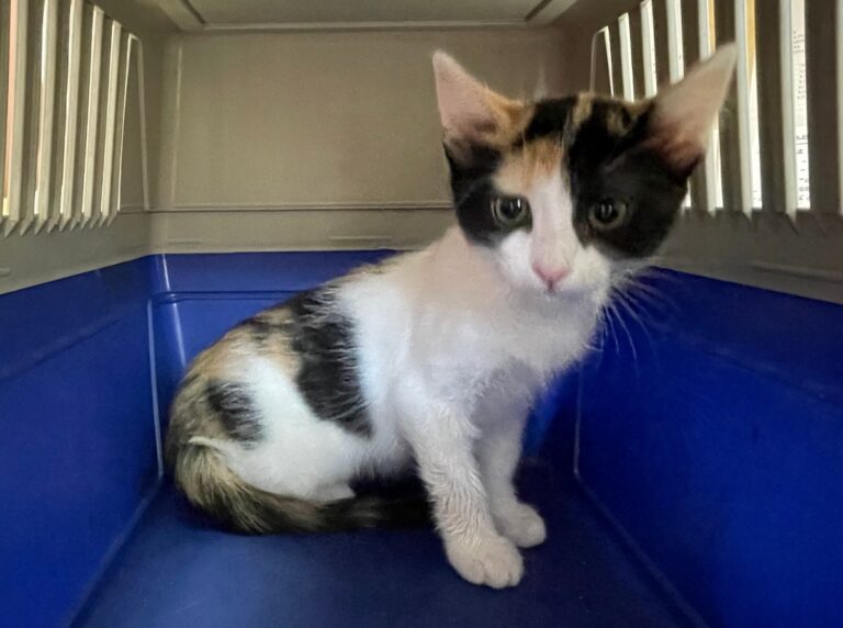 multimedia-foto72343-706-1