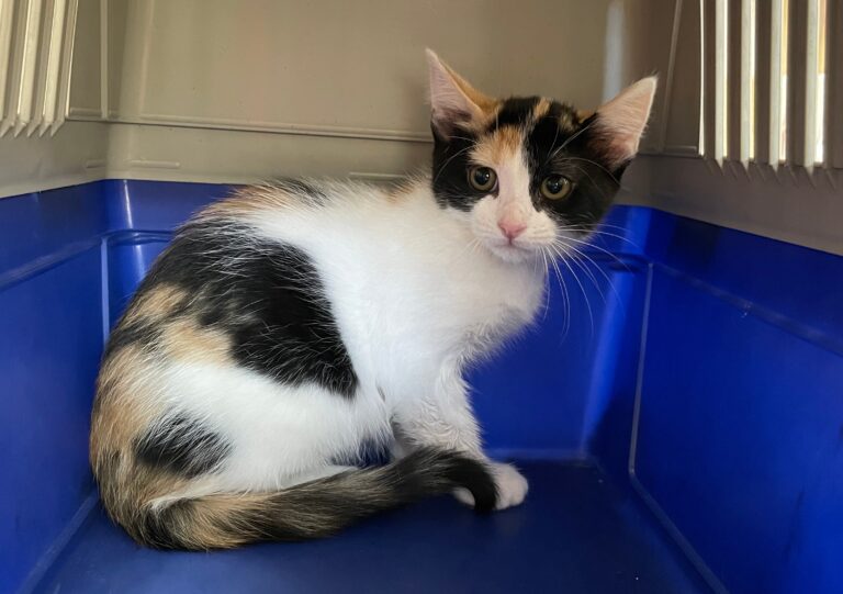 multimedia-foto72344-707-1