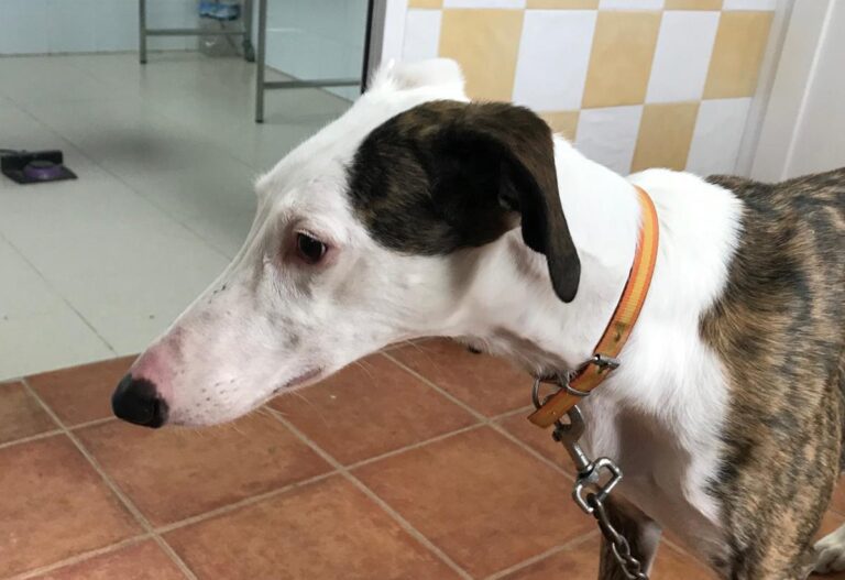 multimedia-foto72363-958-1